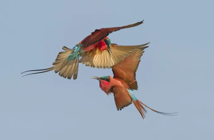 Framed Print : Southern carmine bee-eater (Merops nubicoides) two fighting in flight, Zambezi River Framed Print : Southern carmine bee-eater (Merops nubicoides) two fighting in flight, Zambezi River