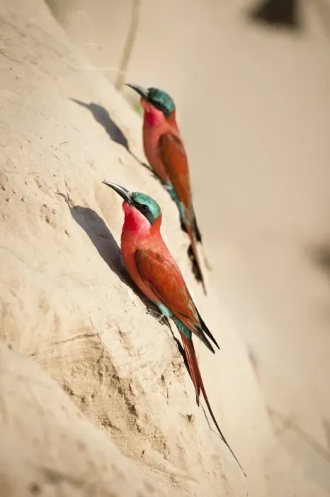 Framed Print : Southern Carmine bee-eaters (Merops nubicoides) near nest holes on the banks of Framed Print : Southern Carmine bee-eaters (Merops nubicoides) near nest holes on the banks of