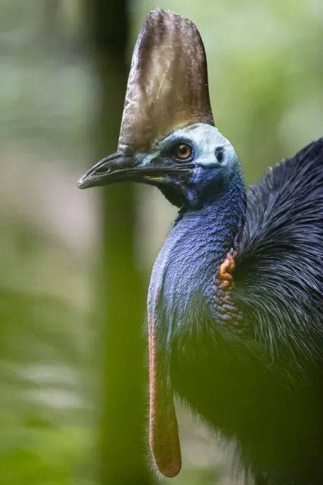 Framed Print : Southern cassowary (Casuarius casuarius), female, walking through rainforest Framed Print : Southern cassowary (Casuarius casuarius), female, walking through rainforest