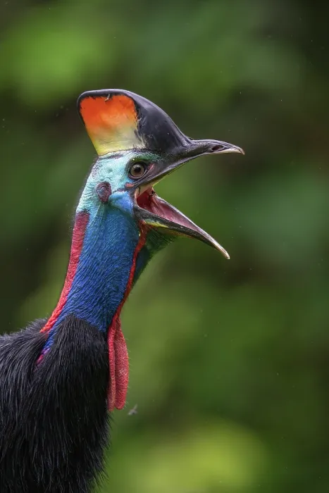 Framed Print : Southern cassowary (Casuarius casuarius) calling, Fakfak, West Papua, New Guinea