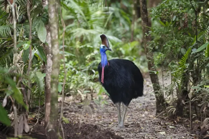 Framed Print : Southern Cassowary (Casuarius casuarius) female in Rainforest, Daintree National Park Framed Print : Southern Cassowary (Casuarius casuarius) female in Rainforest, Daintree National Park