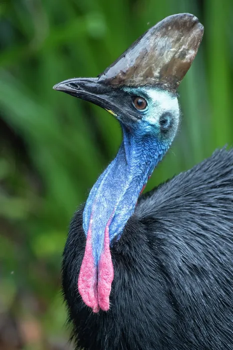 Framed Print : Southern cassowary (Casuarius casuarius) head portrait, Etty Bay, tropical lowland rainforest, Queensland, Australia Framed Print : Southern cassowary (Casuarius casuarius) head portrait, Etty Bay, tropical lowland rainforest, Queensland, Australia