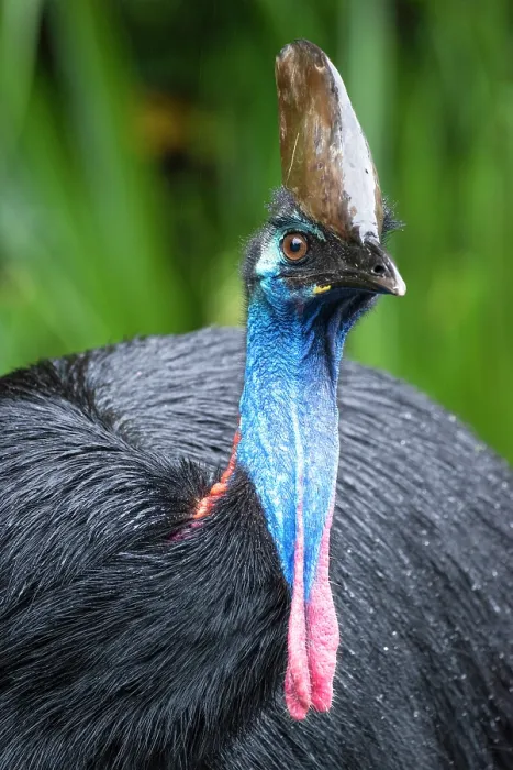 Framed Print : Southern cassowary (Casuarius casuarius) head portrait, Etty Bay, tropical lowland rainforest, Queensland, Australia