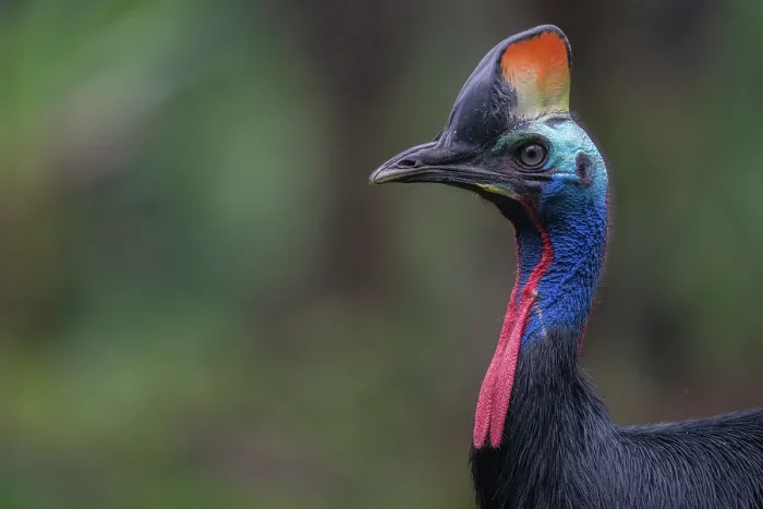 Framed Print : Southern cassowary (Casuarius casuarius) portrait, private nature reserve in the rainforest near Fak Fak, West Papua, Indonesia Framed Print : Southern cassowary (Casuarius casuarius) portrait, private nature reserve in the rainforest near Fak Fak, West Papua, Indonesia
