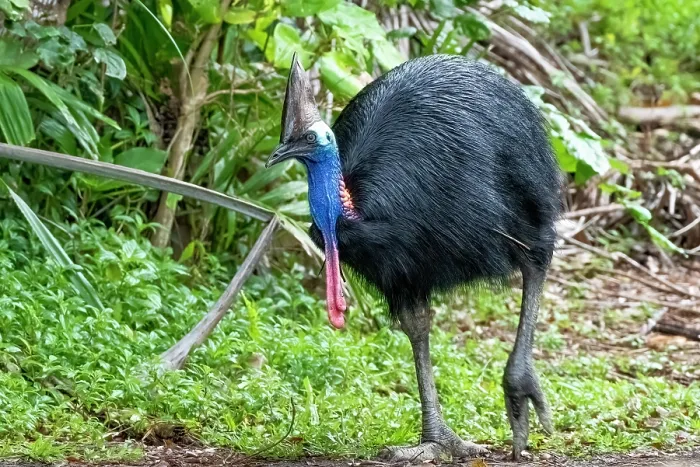 Framed Print : Southern cassowary (Casuarius casuarius) portrait, Etty Bay, tropical lowland rainforest, Queensland, Australia Framed Print : Southern cassowary (Casuarius casuarius) portrait, Etty Bay, tropical lowland rainforest, Queensland, Australia