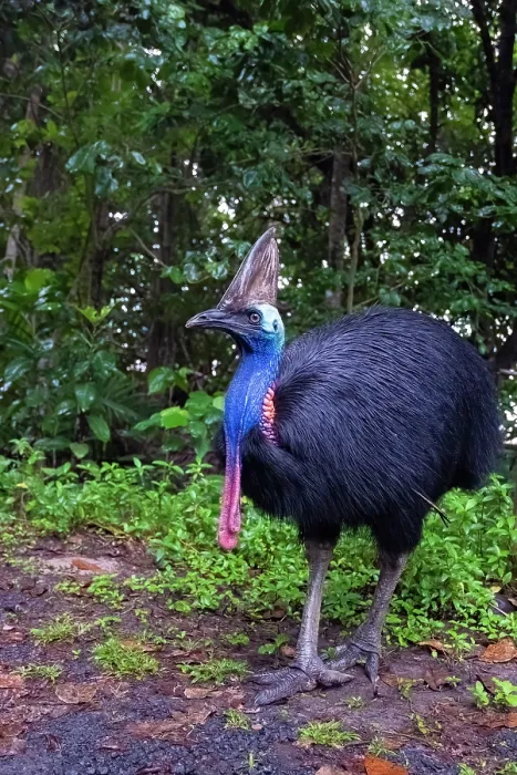 Framed Print : Southern cassowary (Casuarius casuarius) portrait, Etty Bay, tropical lowland rainforest, Queensland, Australia