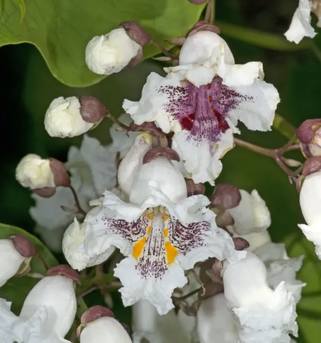 Framed Print : Southern catalpa (Catalpa bignonioides) flowers. Recently opened with yellow nectar guides Framed Print : Southern catalpa (Catalpa bignonioides) flowers. Recently opened with yellow nectar guides