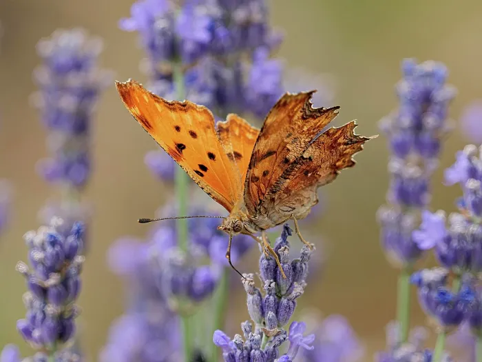 Framed Print : Southern comma butterfly (Polygonia egea) resting on Lavender (Lavandula sp.), Podere Montecucco, Orvieto, Umbria, Italy. June