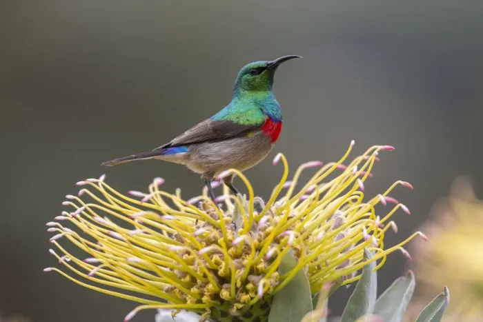 Framed Print : Southern double-collared sunbird (Cinnyris chalybeus), Kirstenbosch National Botanical Garden Framed Print : Southern double-collared sunbird (Cinnyris chalybeus), Kirstenbosch National Botanical Garden