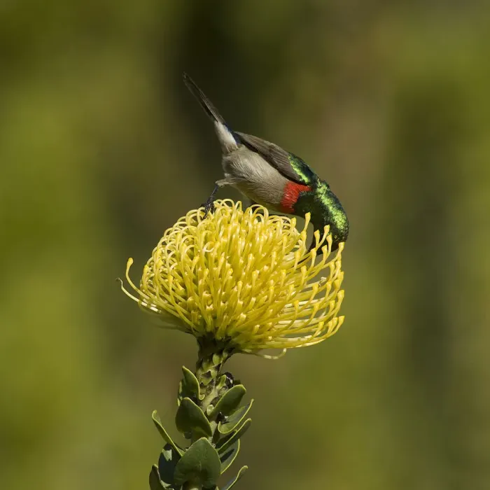 Framed Print : Southern double-collared sunbird (Cinnyris chalybeus), male nectaring on Pincushion protea Framed Print : Southern double-collared sunbird (Cinnyris chalybeus), male nectaring on Pincushion protea