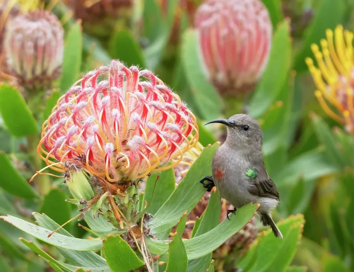 Framed Print : Southern double-collared sunbird (Cinnyris chalybeus) female, perched beside a Sugarbush (Protea sp.) flower head about to feed, Stellenbosch, Cape Province, South Africa Framed Print : Southern double-collared sunbird (Cinnyris chalybeus) female, perched beside a Sugarbush (Protea sp.) flower head about to feed, Stellenbosch, Cape Province, South Africa