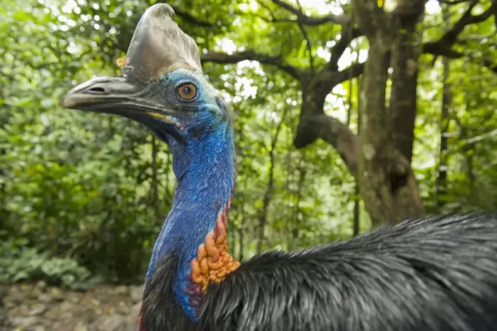 Framed Print : Southern  /  Double-wattled cassowary (Casuarius casuarius) wild, adult male portrait