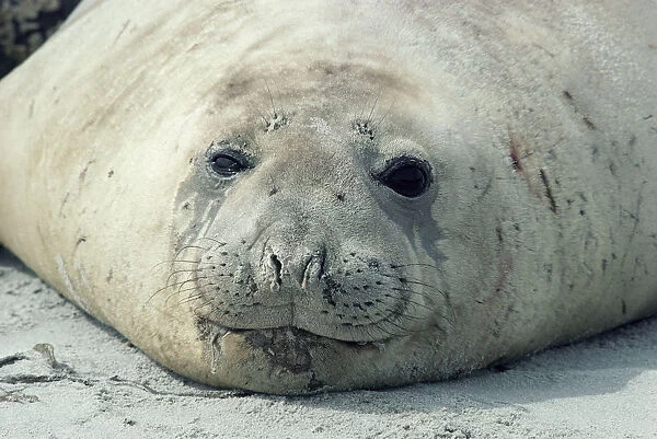Southern elephant seal head portrait {Mirounga leonina} Falkland Is