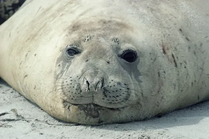 Framed Print : Southern elephant seal head portrait {Mirounga leonina} Falkland Is Framed Print : Southern elephant seal head portrait {Mirounga leonina} Falkland Is