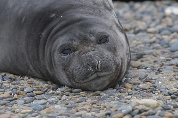 Southern elephant seal (Mirounga leonina) Caleta Valdes, Valdes Peninsula, Chubut