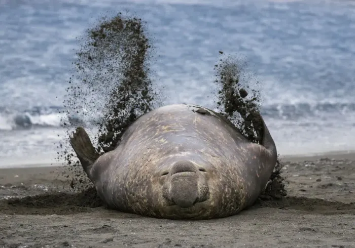 Framed Print : Southern elephant seal (Mirounga leonina), male flicking sand over body on beach Framed Print : Southern elephant seal (Mirounga leonina), male flicking sand over body on beach