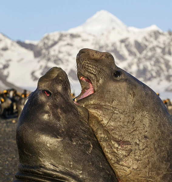Southern elephant seal (Mirounga leonina), two males fighting. St Andrews Bay, South Georgia