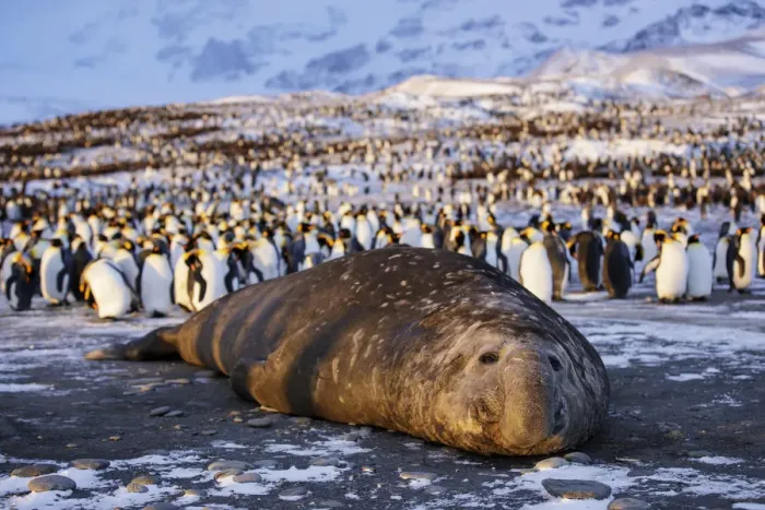 Framed Print : Southern elephant seal (Mirounga leonina), male at sunrise with King penguin (Aptenodytes Framed Print : Southern elephant seal (Mirounga leonina), male at sunrise with King penguin (Aptenodytes