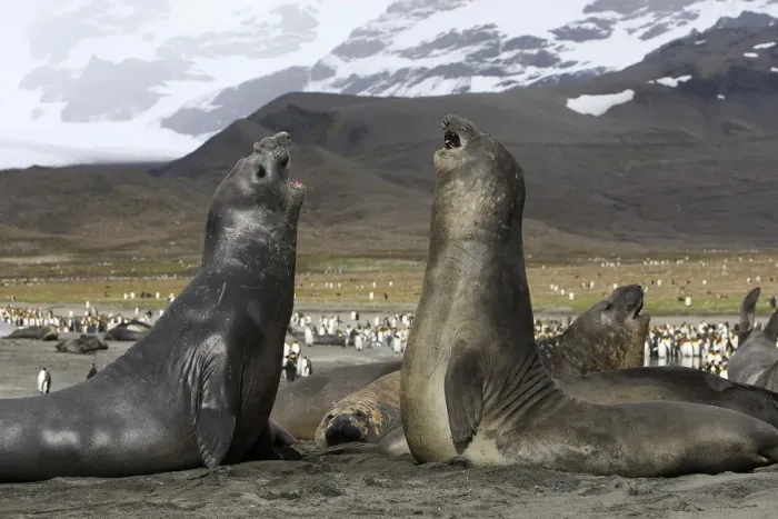 Framed Print : Southern elephant seal (Mirounga leonina), fight between two males, Saint Andrew, South Georgia Framed Print : Southern elephant seal (Mirounga leonina), fight between two males, Saint Andrew, South Georgia