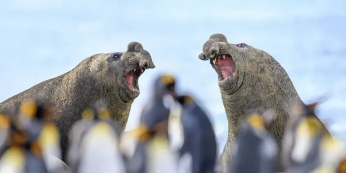 Framed Print : Southern elephant seal (Mirounga leonina), two males, equally matched with mouths Framed Print : Southern elephant seal (Mirounga leonina), two males, equally matched with mouths