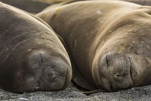 Southern elephant seal (Mirounga leonina), two females sleeping