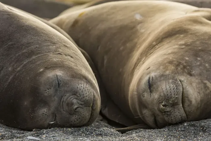 Framed Print : Southern elephant seal (Mirounga leonina), two females sleeping Framed Print : Southern elephant seal (Mirounga leonina), two females sleeping