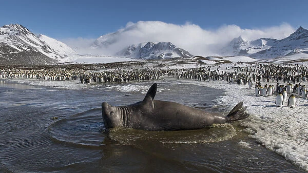 Southern elephant seal (Mirounga leonina) male rests in a shallow lagoon