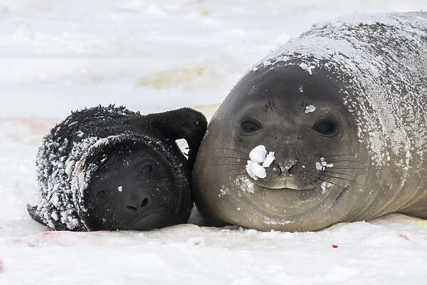 Southern elephant seal (Mirounga leonina) and her newborn pup