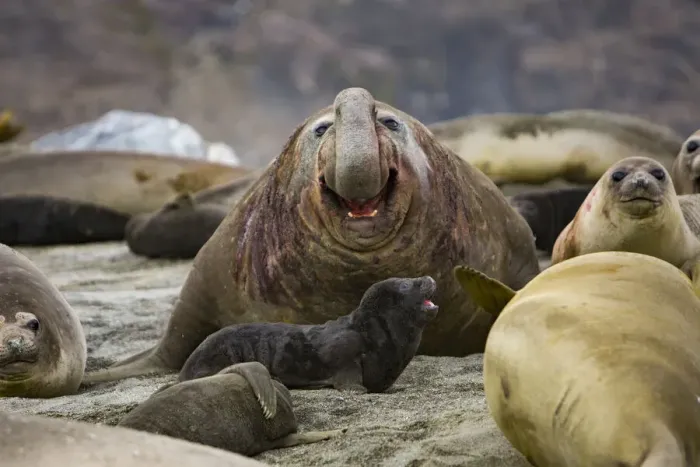 Framed Print : Southern elephant seal (Mirounga leonina) beach master  /  bull roaring amongst females
