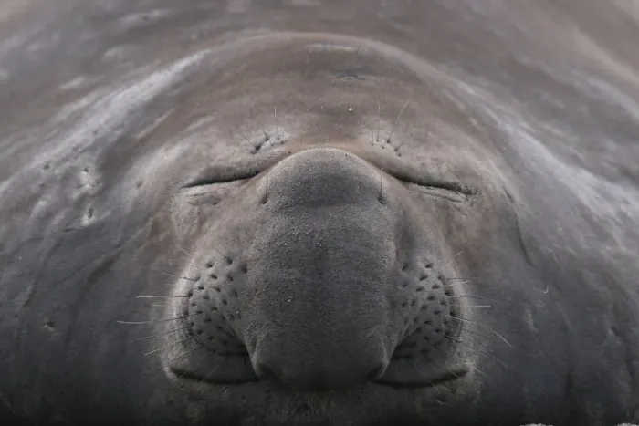 Framed Print : Southern elephant seal (Mirounga leonina) close up of sleeping individual, South Georgia Framed Print : Southern elephant seal (Mirounga leonina) close up of sleeping individual, South Georgia