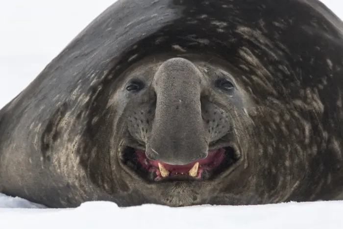 Framed Print : Southern elephant seal (Mirounga leonina) male, rests and yawns on the snow Framed Print : Southern elephant seal (Mirounga leonina) male, rests and yawns on the snow