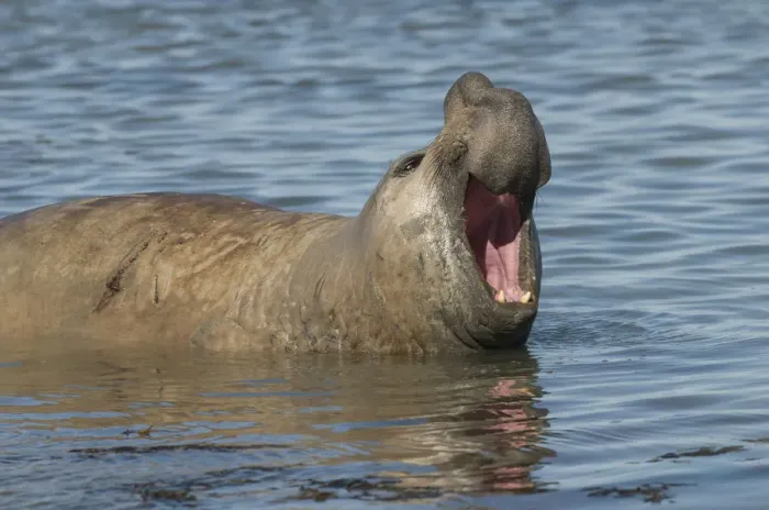 Framed Print : Southern elephant seal (Mirounga leonina) male with mouth open, Caleta Valdes, Valdes Peninsula Framed Print : Southern elephant seal (Mirounga leonina) male with mouth open, Caleta Valdes, Valdes Peninsula