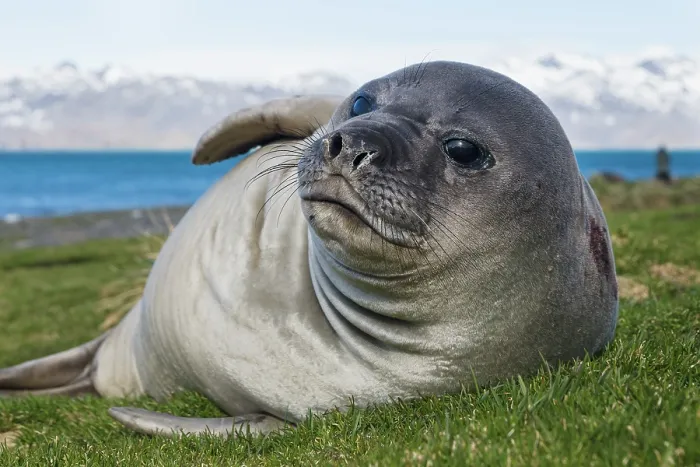 Framed Print : Southern elephant seal (Mirounga leonina) pup, resting, Grytviken, South Georgia Framed Print : Southern elephant seal (Mirounga leonina) pup, resting, Grytviken, South Georgia