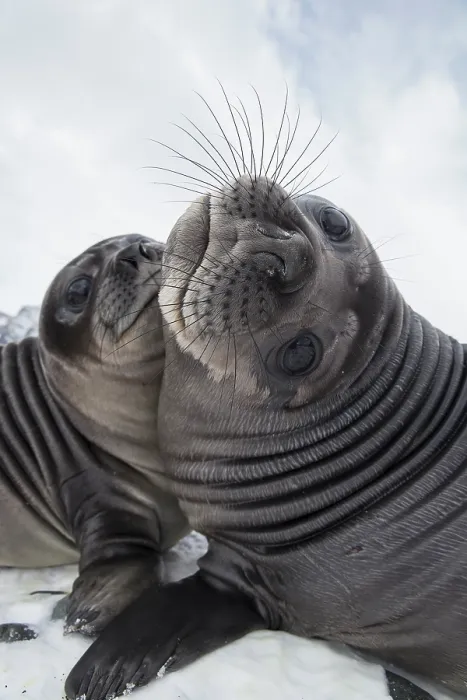 Framed Print : Two Southern elephant seal (Mirounga leonina) pups play-fighting, Royal Bay, South Georgia Framed Print : Two Southern elephant seal (Mirounga leonina) pups play-fighting, Royal Bay, South Georgia
