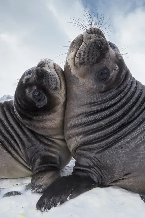 Framed Print : Two Southern elephant seal (Mirounga leonina) pups play-fighting, Royal Bay, South Georgia Framed Print : Two Southern elephant seal (Mirounga leonina) pups play-fighting, Royal Bay, South Georgia