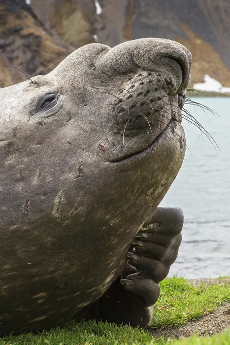 Framed Print : Southern elephant seal (Mirounga leonina) scratching, head portrait, Grytviken, South Georgia Framed Print : Southern elephant seal (Mirounga leonina) scratching, head portrait, Grytviken, South Georgia