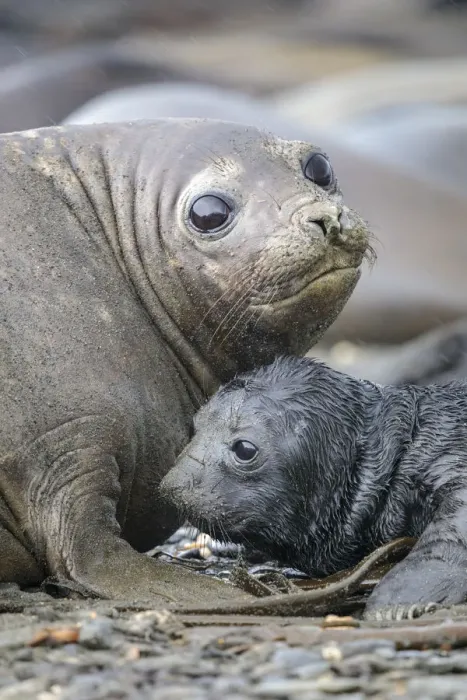 Framed Print : Southern Elephant Seals (Mirounga leonina) pup with mother. King Haakon Bay, South Georgia Framed Print : Southern Elephant Seals (Mirounga leonina) pup with mother. King Haakon Bay, South Georgia