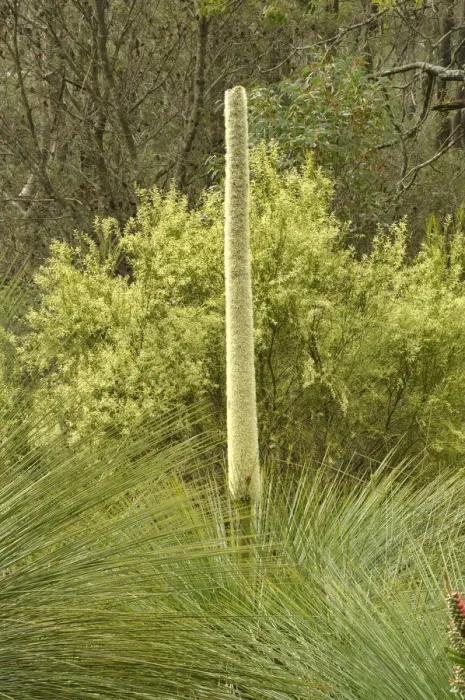 Framed Print : Southern grasstree (Xanthorrhoea australis). Tasmania, Australia. November Framed Print : Southern grasstree (Xanthorrhoea australis). Tasmania, Australia. November