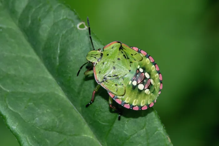 Framed Print : Southern green shieldbug (Nezara viridula) 5th instar nymph, resting on a leaf, London, UK Framed Print : Southern green shieldbug (Nezara viridula) 5th instar nymph, resting on a leaf, London, UK