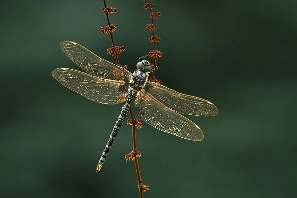 Southern hawker (Aeshna cyanea) resting, Somerset Levels, England, UK, August