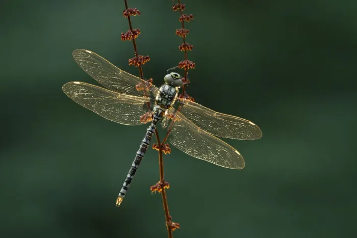 Framed Print : Southern hawker (Aeshna cyanea) resting, Somerset Levels, England, UK, August Framed Print : Southern hawker (Aeshna cyanea) resting, Somerset Levels, England, UK, August