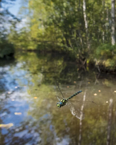 Southern hawker dragonfly (Aeshna cyanea) flying in habitat, Joutsa, Central Finland, August