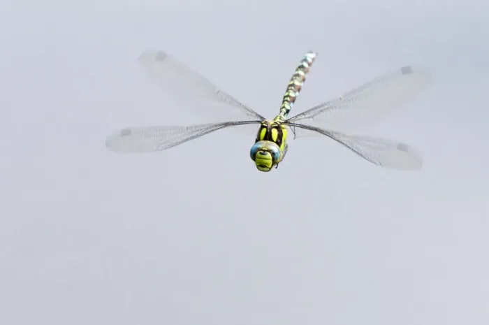 Framed Print : Southern hawker dragonfly (Aeshna cyanea) in flight, Arne RSPB reserve, Dorset, England, UK, August Framed Print : Southern hawker dragonfly (Aeshna cyanea) in flight, Arne RSPB reserve, Dorset, England, UK, August