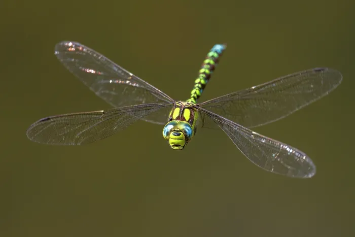 Framed Print : Southern hawker dragonfly (Aeshna cyanea) in flight, Meeth Quarry, Cornwall, England, UK. August Framed Print : Southern hawker dragonfly (Aeshna cyanea) in flight, Meeth Quarry, Cornwall, England, UK. August