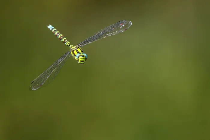 Framed Print : Southern hawker dragonfly (Aeshna cyanea) in flight, Meeth Quarry, Cornwall, England, UK. August Framed Print : Southern hawker dragonfly (Aeshna cyanea) in flight, Meeth Quarry, Cornwall, England, UK. August