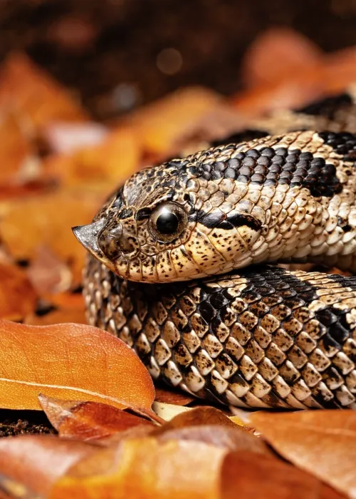 Framed Print : Southern hognose snake (Heterodon simus) head portrait. Captive, occurs in southeastern USA Framed Print : Southern hognose snake (Heterodon simus) head portrait. Captive, occurs in southeastern USA