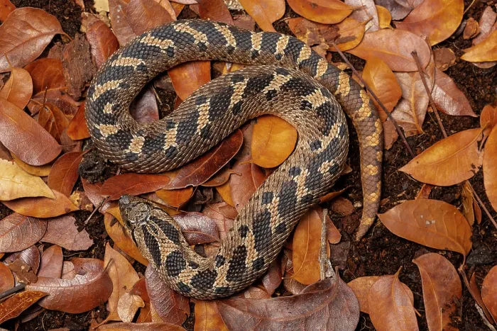 Framed Print : Southern hognose snake (Heterodon simus) resting among dried leaves. Captive, occurs in southeastern USA Framed Print : Southern hognose snake (Heterodon simus) resting among dried leaves. Captive, occurs in southeastern USA