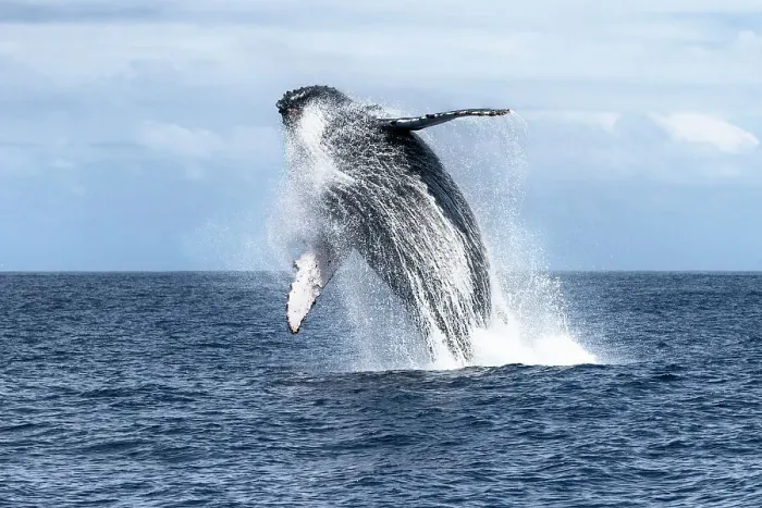 Framed Print : Southern humpback whale (Megaptera novaeangliae australis) breaching. Vava'u, Tonga, South Pacific Framed Print : Southern humpback whale (Megaptera novaeangliae australis) breaching. Vava'u, Tonga, South Pacific
