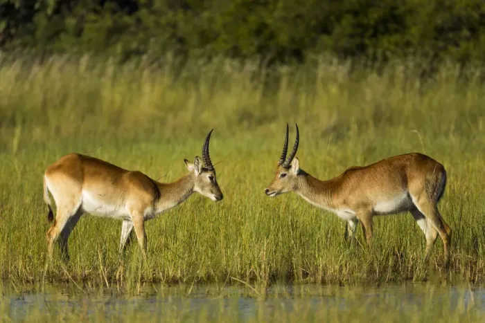 Framed Print : Southern lechwe (Kobus leche), two males about to fight, facing each other. Okavango Delta Framed Print : Southern lechwe (Kobus leche), two males about to fight, facing each other. Okavango Delta