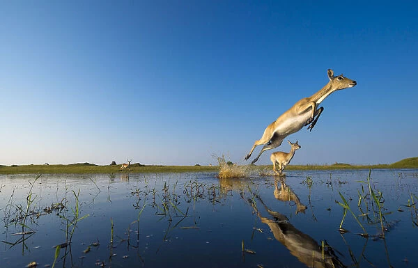 Southern Lechwe (Kobus lechwe) leaping through water, Okavango Delta, Botswana